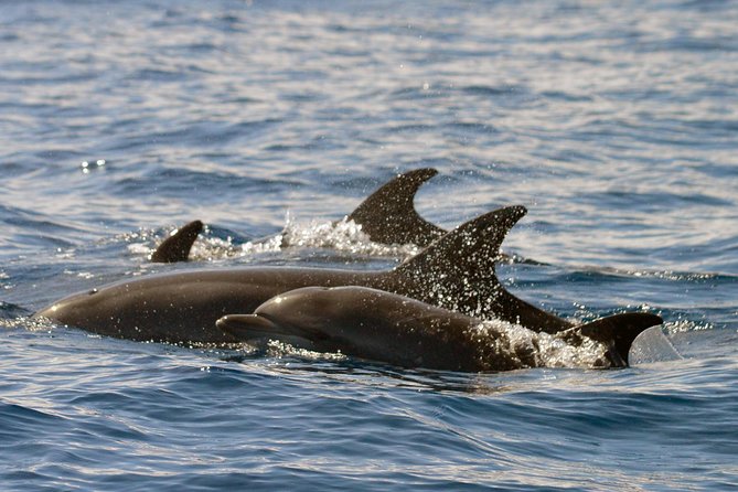 Whale Watching Eco-Adventure from Costa Adeje - What the Biologist Staff Actually Do On Board