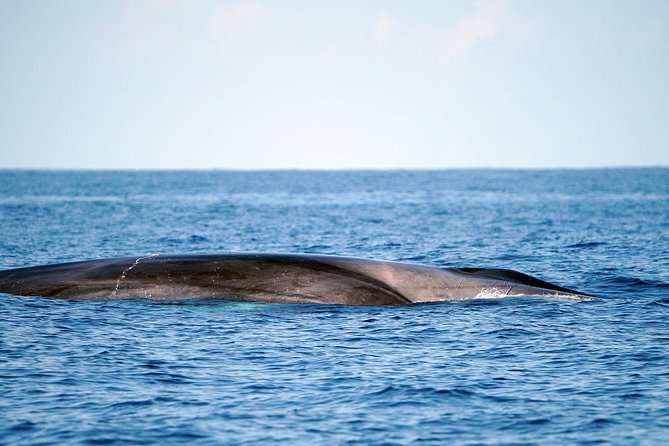 Whale Watching Eco-Adventure from Costa Adeje - Free Photos by Email: A Tangible Souvenir