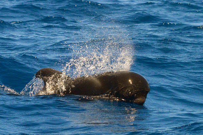 Whale Watching Eco-Adventure from Costa Adeje - Price and Value: Why $72.56 Can Make Sense Here