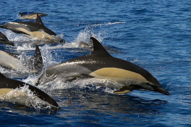 Whale Watching Eco-Adventure from Costa Adeje - Meet-Up at Puerto Colón Marina: Quick, Concrete, and Easy to Find