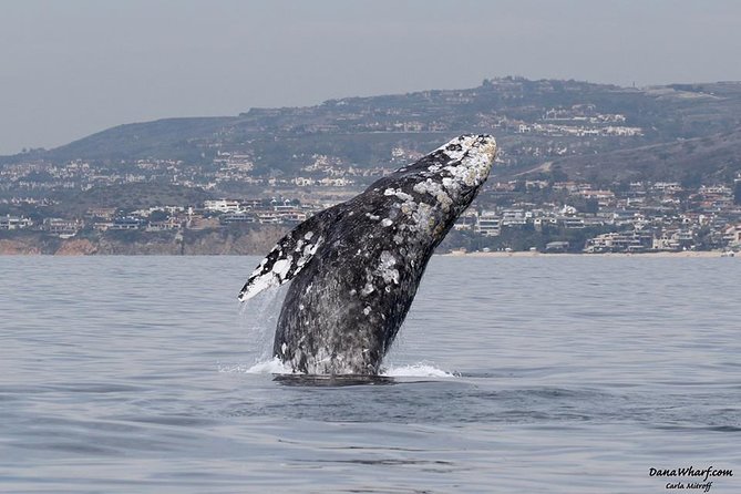 Whale Watching Excursion in Dana Point - Key highlights to know before you go