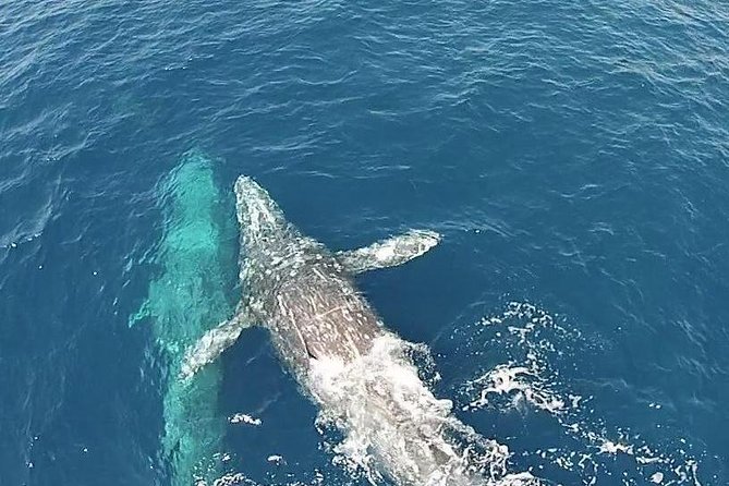 Whale Watching Excursion in Dana Point - Dana Point whale watching on a 95-foot vessel: what you’re really getting