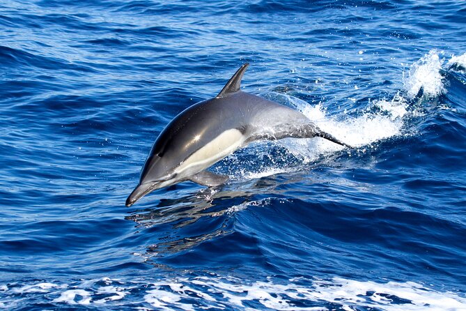 Whale Watching Excursion in Dana Point - How the 2-hour cruise feels once you’re out: scanning, narration, and waiting