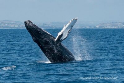 Whale Watching Excursion in Dana Point - Meeting at 34675 Golden Lantern and getting settled quickly