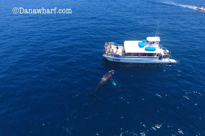 Whale Watching Excursion in Dana Point - Deck vs cabin: how to stay warm without losing the view