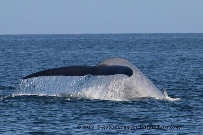 Whale Watching Excursion in Dana Point - Who you might see off Dana Point (and what each sighting means)