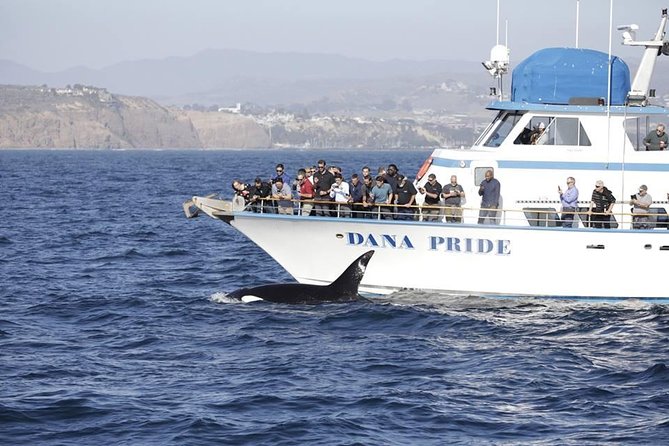 Whale Watching Excursion in Dana Point - The staff and onboard help that make the watching easier