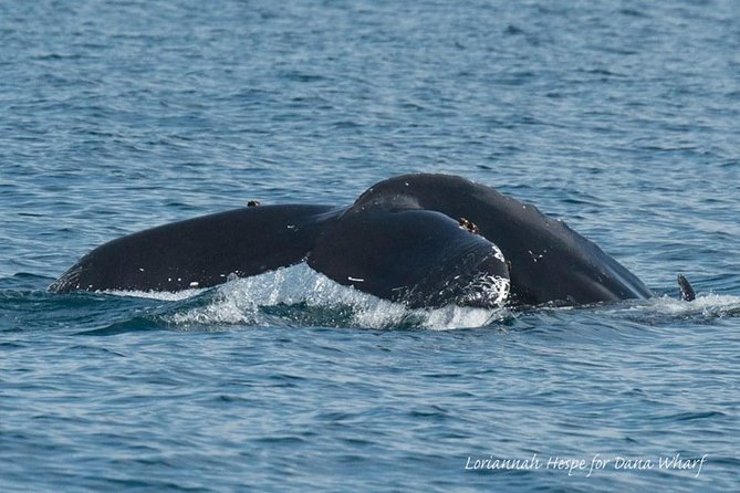 Whale Watching Excursion in Dana Point - Comfort, group size, and why this tour can feel personal