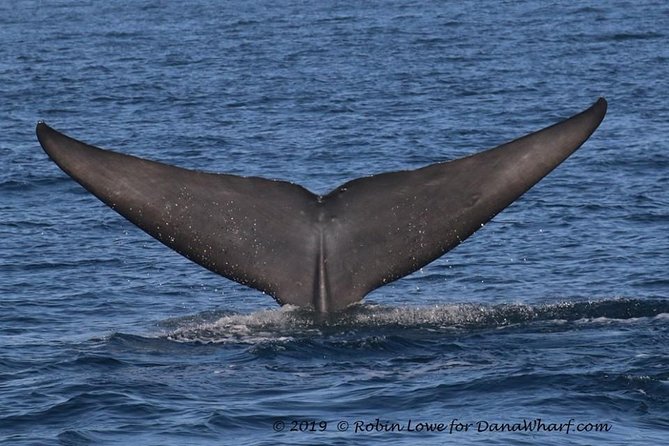 Whale Watching Excursion in Dana Point - Price and value: is $65 a fair deal here?