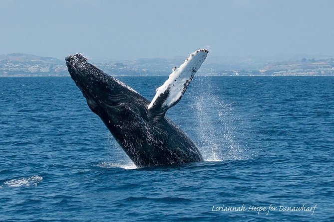Whale Watching Excursion in Dana Point - Meeting at 34675 Golden Lantern and getting settled quickly