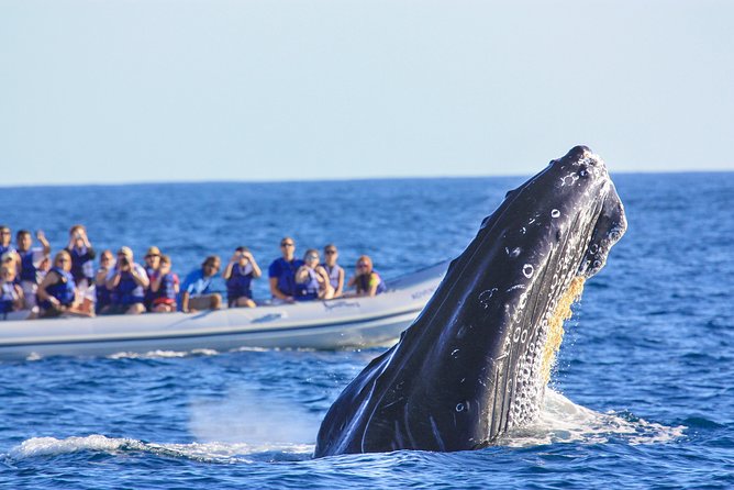 Whale Watching Experience - Winter humpbacks in Banderas Bay: timing that actually matters