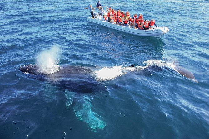Whale Watching Experience - What you might spot: breaches, calves, and dolphin extras