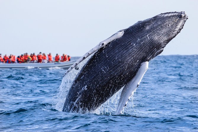 Whale Watching Experience - Boat reality check: no bathrooms, bring a fleece
