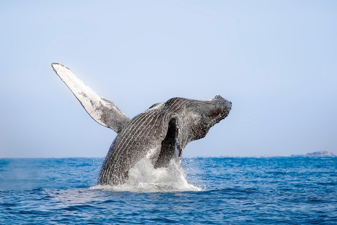 Whale Watching Experience - Price and extra fees: what to budget for