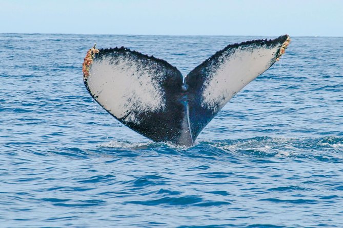 Whale Watching Experience - Should you book this Puerto Vallarta whale watching trip?