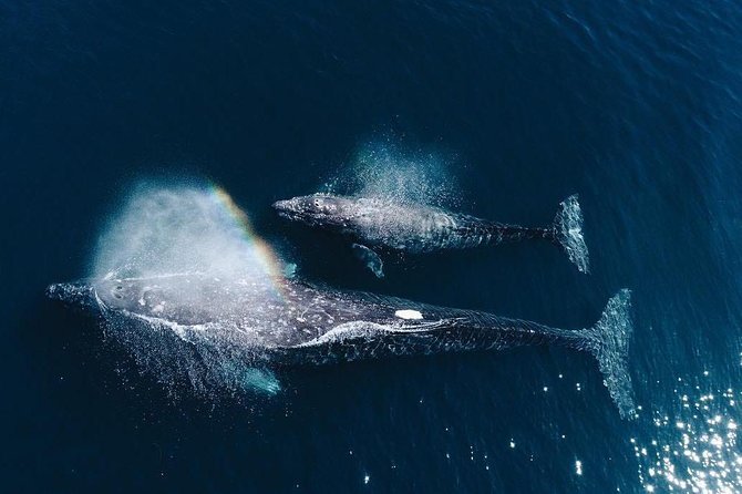 Whale Watching Experience in Mirissa - Key highlights to know before you go
