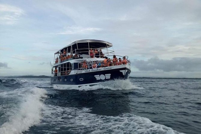 Whale Watching Experience in Mirissa - Your hunt list: whales and sea life you might spot