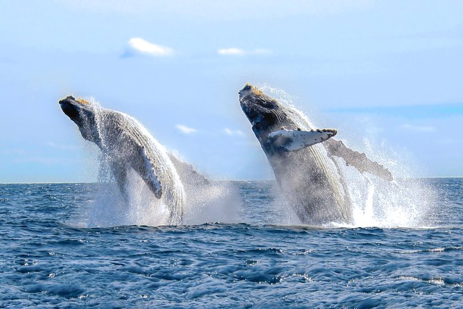 Whale Watching Experience - What happens out on the water: how the crew turns spotting into a story