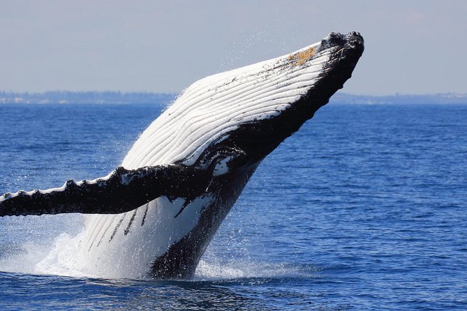 Whale Watching From Colombo - Getting Out of Colombo Early (and Why 4:00am Changes Everything)