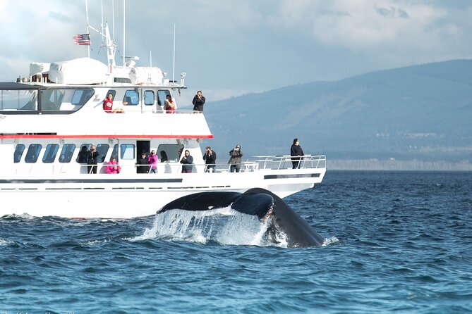 Whale Watching from Friday Harbor - Key Things I’d Plan Around