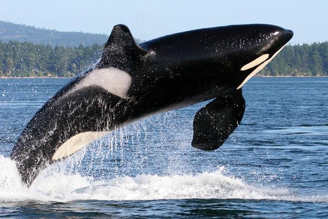 Whale Watching from Friday Harbor - More Than Orcas: Minke, Humpback, Gray, and the Rest of the Show