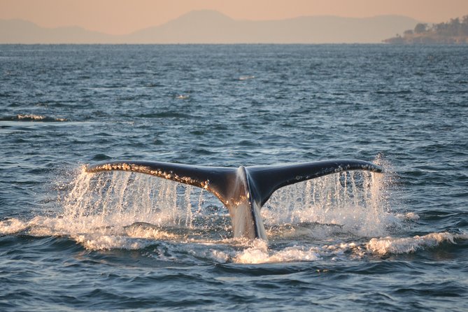Whale Watching from Friday Harbor - What the 4 Hours Feels Like: A Half-Day That Works as a Seattle Day Trip