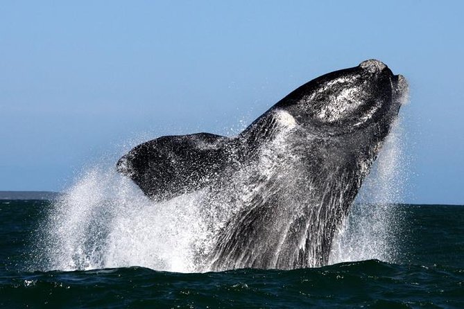 Whale Watching from Gansbaai - Key Points I’d Put on Your Decision List