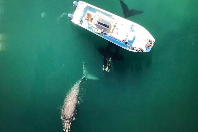 Whale Watching from Gansbaai - From Gansbaai Harbour Toward De Keldar Cliffs