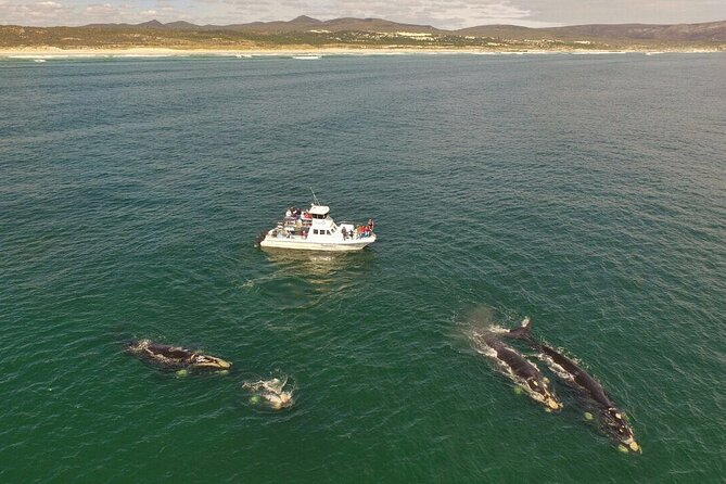 Whale Watching from Gansbaai - How the Crew Runs the Boat (and Why It Matters for Your Experience)