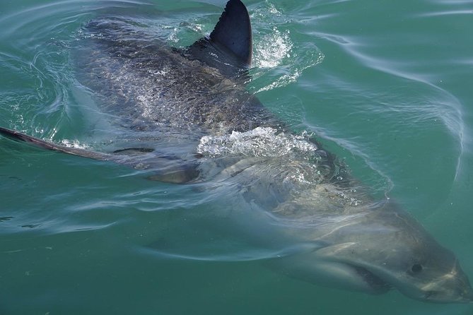 Whale Watching from Gansbaai - Wildlife Beyond Whales: Dolphins, Sharks, Penguins, and More