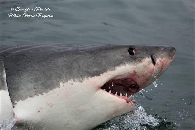 Whale Watching from Gansbaai - Itinerary Flow You’ll Feel on the Day