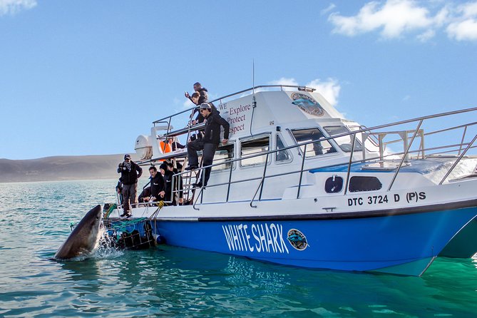 Whale Watching from Gansbaai - Price and Value: Is $112.15 a Fair Deal?