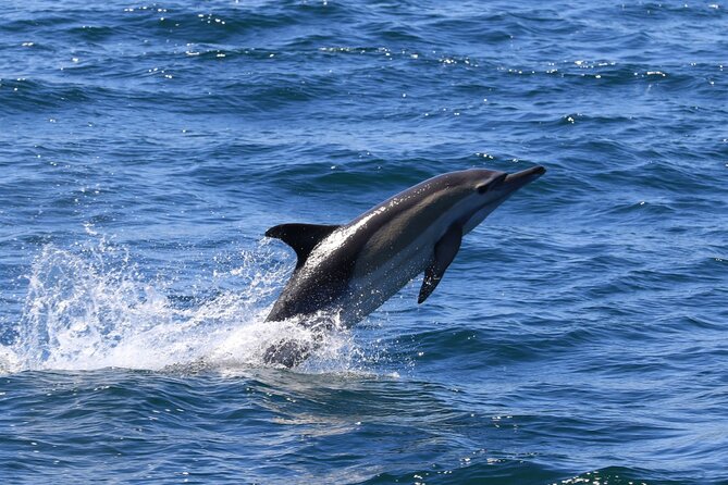 Whale Watching from Gansbaai - Who Should Book This Whale Watch (and Who Might Want Something Else)