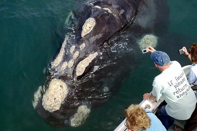Whale Watching from Gansbaai - Southern Right Whales: What You’re Really Searching For