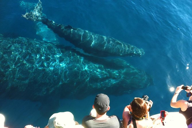 Whale Watching from Ma'alaea Harbor - Ma’alaea Harbor: A Smart Place to Start Whale Watching