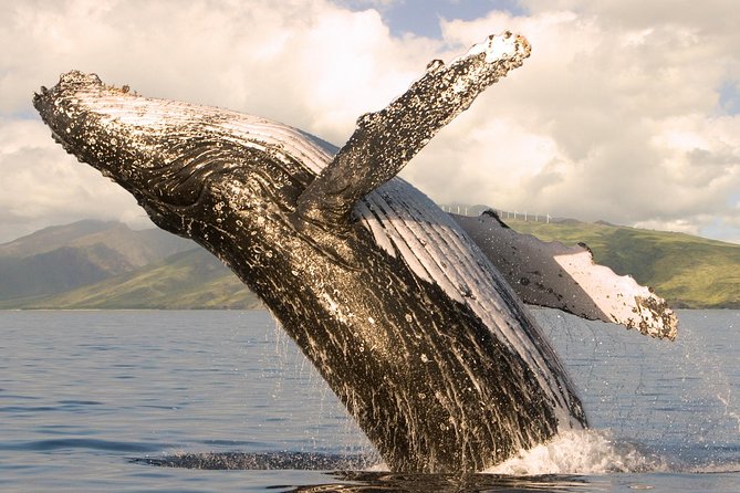 Whale Watching from Ma'alaea Harbor - The Boat Experience: Marine Naturalists + Real Listening (Hydrophones)
