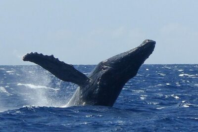Whale Watching from Ma'alaea Harbor - Price and Value: What $82.65 Buys You (and What It Doesn’t)