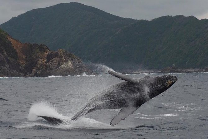 Whale Watching from Ma'alaea Harbor - Maui Ocean Center Stop: A Helpful Bonus (Tickets Not Included)