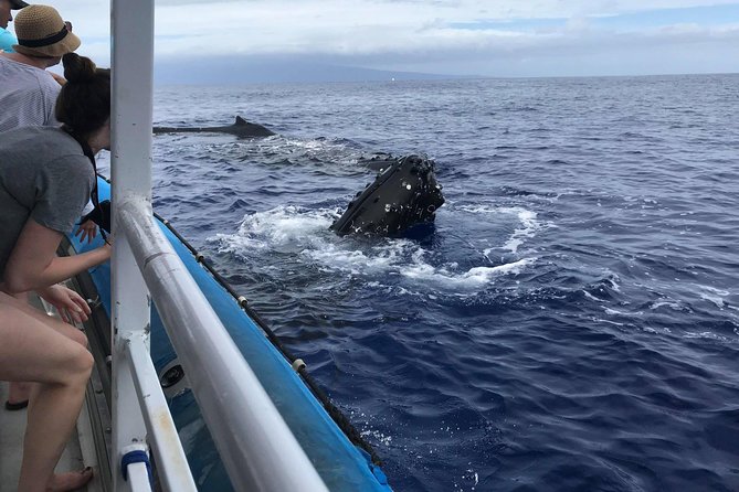 Whale Watching from Ma'alaea Harbor - Whale Watching Reality Check: You’ll Want Wind-Ready Expectations