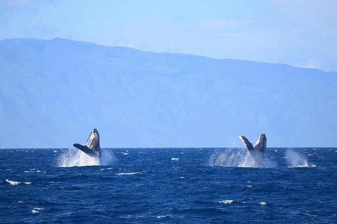 Whale Watching from Ma'alaea Harbor - The Photo and Onboard Extras Factor