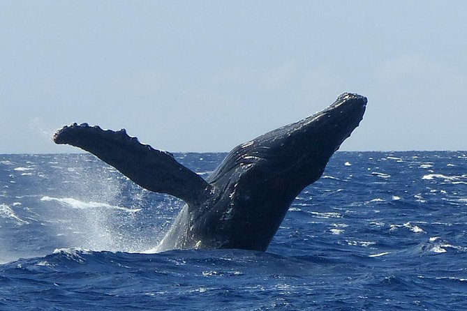 Whale Watching from Ma'alaea Harbor - Price and Value: What $82.65 Buys You (and What It Doesn’t)