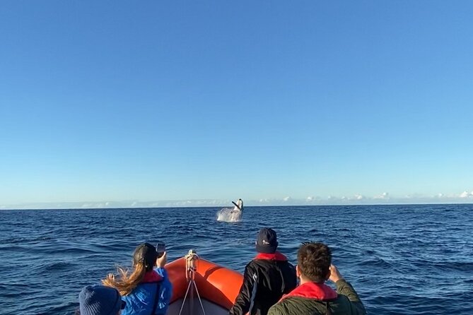 Whale Watching Gold Coast - Key highlights worth putting on your radar