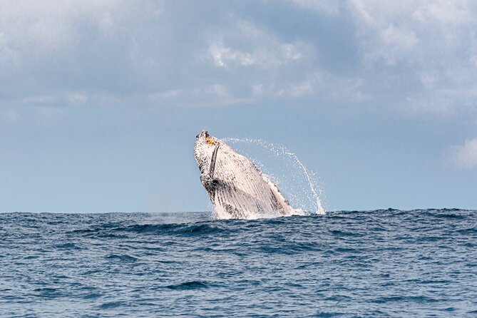 Whale Watching Gold Coast - The 6:30am start and the simple logistics that keep it easy