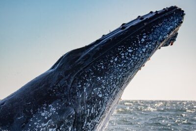 Whale Watching Gold Coast - Coolangatta stop: the first chapter of the whale search