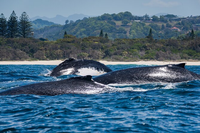 Whale Watching Gold Coast - Tweed River leg: where the story continues