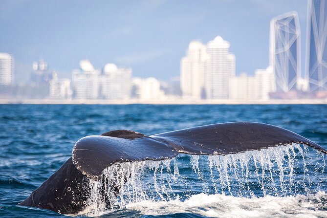 Whale Watching Gold Coast - Small-group safari style: why 12 guests feels like the sweet spot