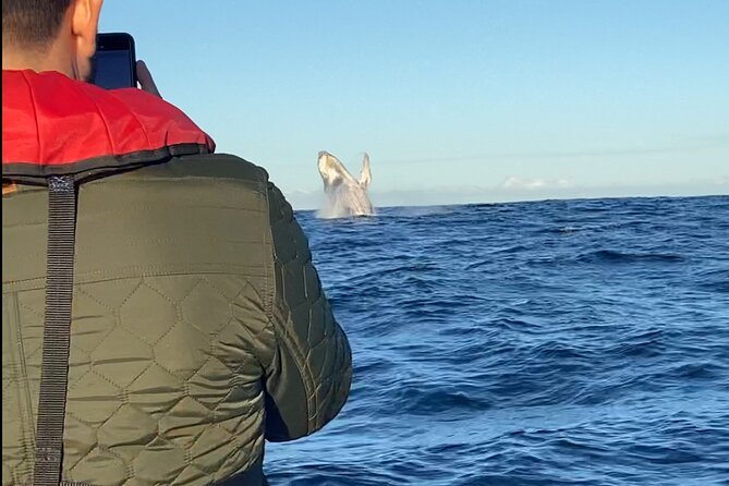 Whale Watching Gold Coast - The live naturalist commentary: what you’re really getting beyond sightings