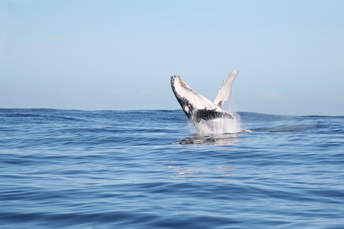 Whale Watching Gold Coast - Value for money: how $63 stacks up for this kind of outing