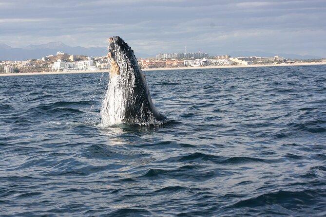 Whale Watching Group Tour in San Jose del Cabo - Key highlights you’ll care about