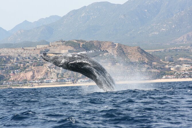 Whale Watching Group Tour in San Jose del Cabo - Whale spotting in the real world: what to expect